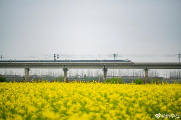 打卡春天里的花海列车