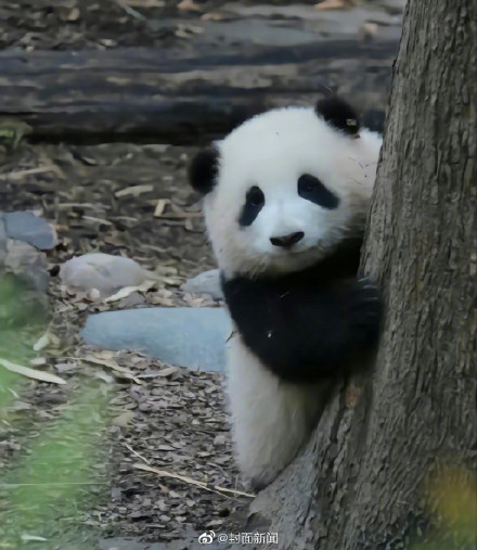 “女顶流”休假结束!大熊猫花花今天营业咯 “女顶流”休假结束!大熊猫花花今天营业咯