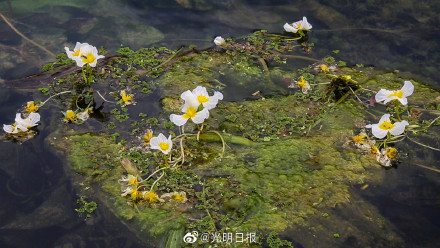 广西澄江河海菜花盛开