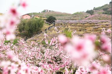 福建古田：“以桃为媒”做精做优休闲农业