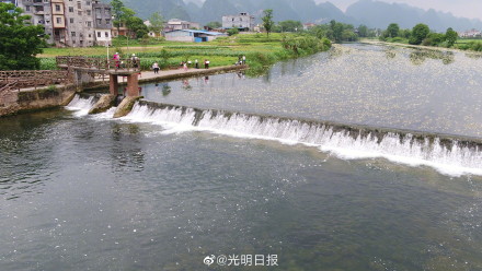 广西澄江河海菜花盛开