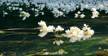 广西澄江河海菜花盛开