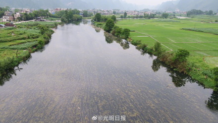 广西澄江河海菜花盛开