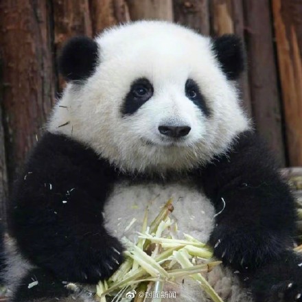 “女顶流”休假结束!大熊猫花花今天营业咯 “女顶流”休假结束!大熊猫花花今天营业咯