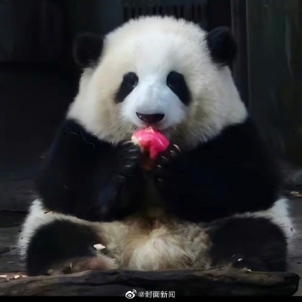 “女顶流”休假结束!大熊猫花花今天营业咯 “女顶流”休假结束!大熊猫花花今天营业咯