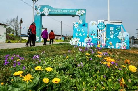 四川什邡:梨花盈盈醉春风 四川什邡:梨花盈盈醉春风