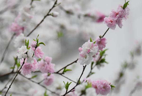 合肥这棵树,竟开出三色花…… 合肥这棵树,竟开出三色花……