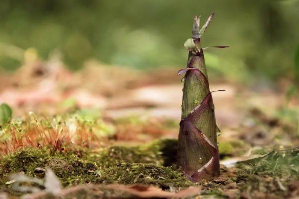 接下来,浙江人餐桌上将集体出现……网友:太真实了! 接下来,浙江人餐桌上将集体出现……网友:太真实了!