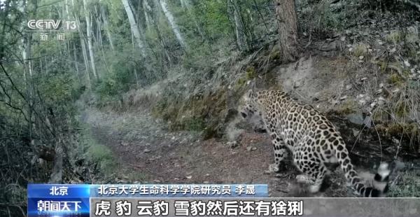 进来看猫猫！原来“大猫”“小猫”的划分也有标准→