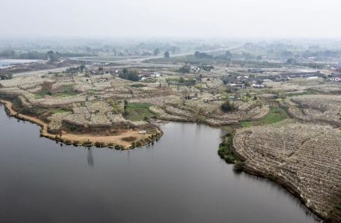 四川什邡:梨花盈盈醉春风 四川什邡:梨花盈盈醉春风
