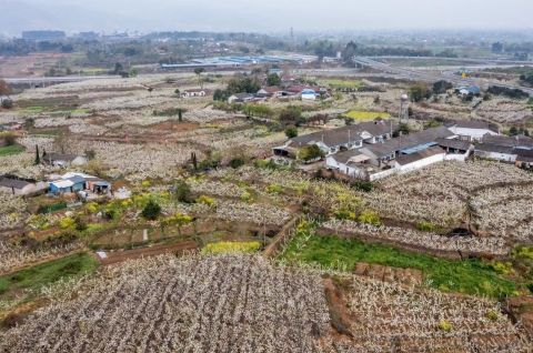 四川什邡:梨花盈盈醉春风 四川什邡:梨花盈盈醉春风