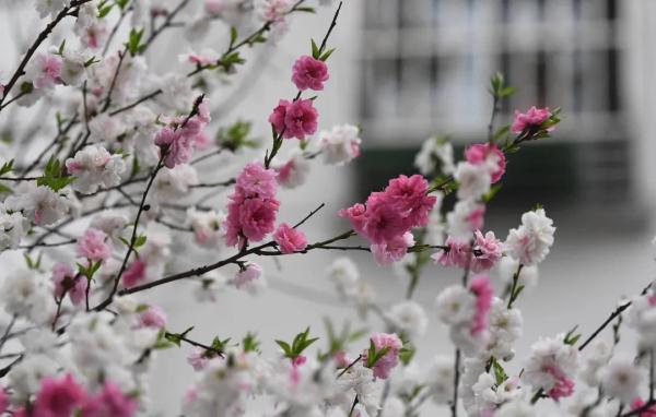 合肥这棵树,竟开出三色花…… 合肥这棵树,竟开出三色花……