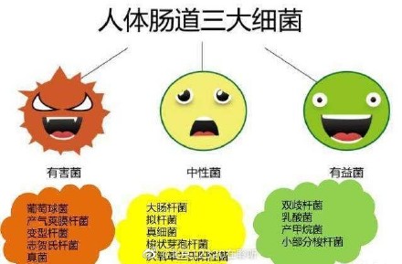 您的肠道菌群正常吗？