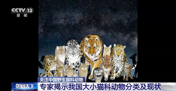进来看猫猫！原来“大猫”“小猫”的划分也有标准→