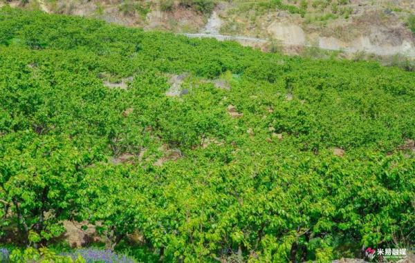 甜蜜来袭，四川米易县黄草樱桃即将上市