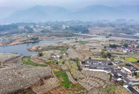 四川什邡:梨花盈盈醉春风 四川什邡:梨花盈盈醉春风