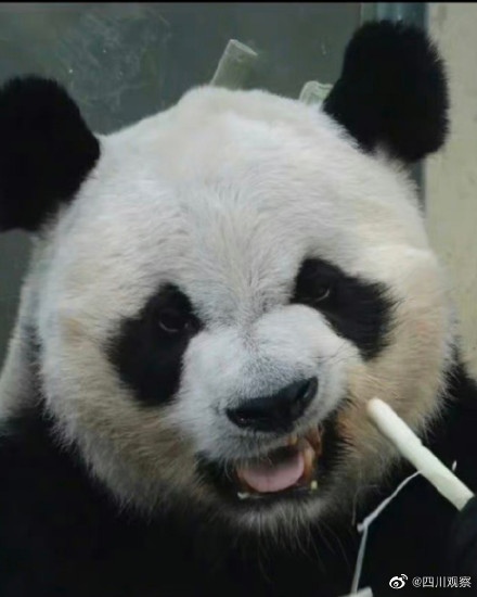 今天是世界熊日,一起关注、爱护动物! 今天是世界熊日,一起关注、爱护动物!