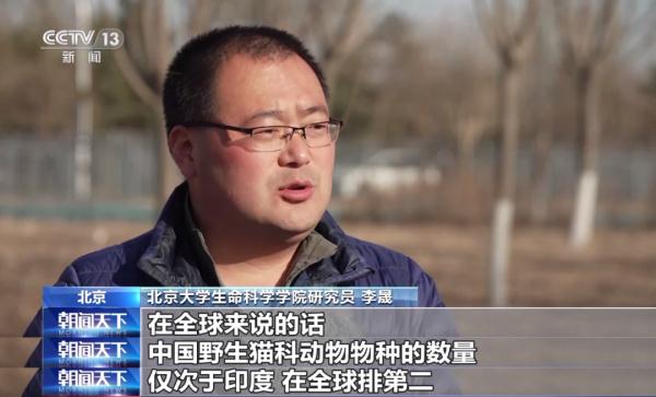 进来看猫猫！原来“大猫”“小猫”的划分也有标准→