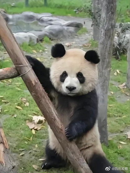 今天是世界熊日,一起关注、爱护动物! 今天是世界熊日,一起关注、爱护动物!