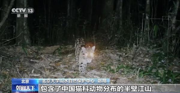 进来看猫猫！原来“大猫”“小猫”的划分也有标准→