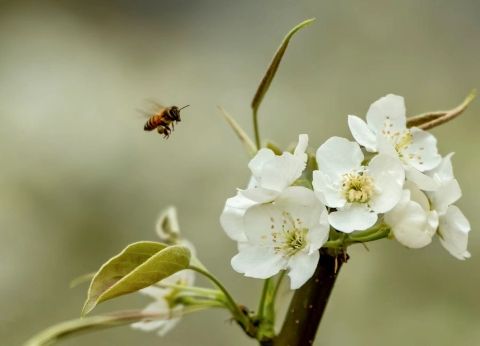 四川什邡:梨花盈盈醉春风 四川什邡:梨花盈盈醉春风
