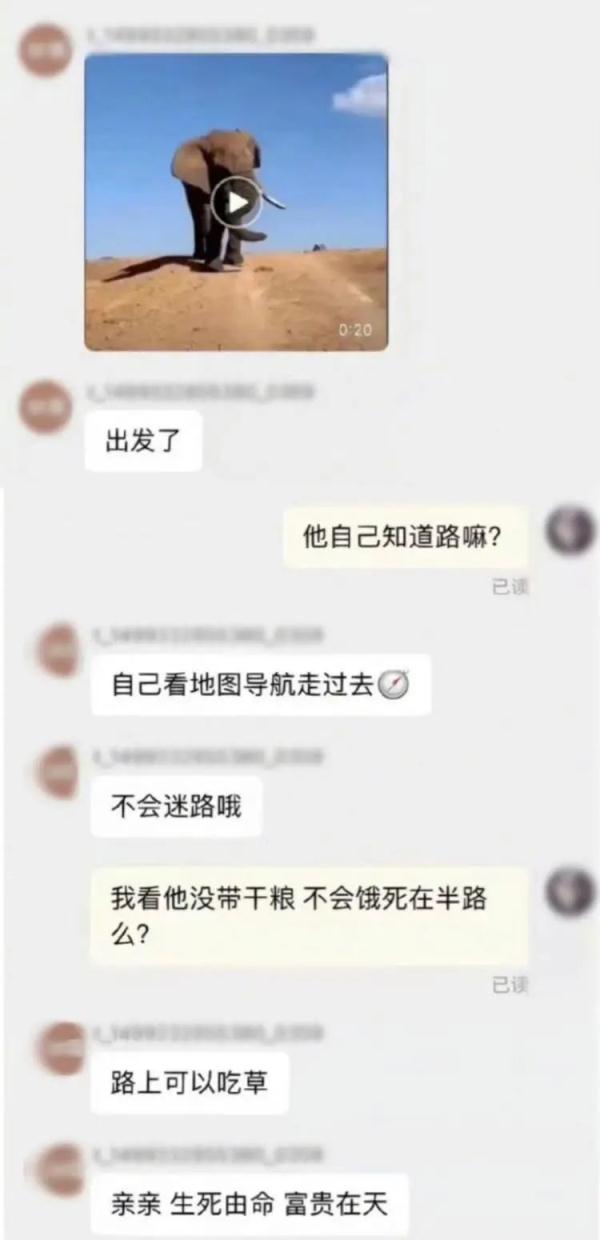 1元钱网购一头“野生大象”，是否属新型诈骗？