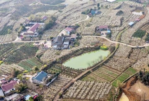 四川什邡:梨花盈盈醉春风 四川什邡:梨花盈盈醉春风