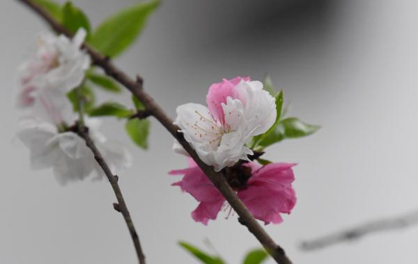 合肥这棵树,竟开出三色花…… 合肥这棵树,竟开出三色花……