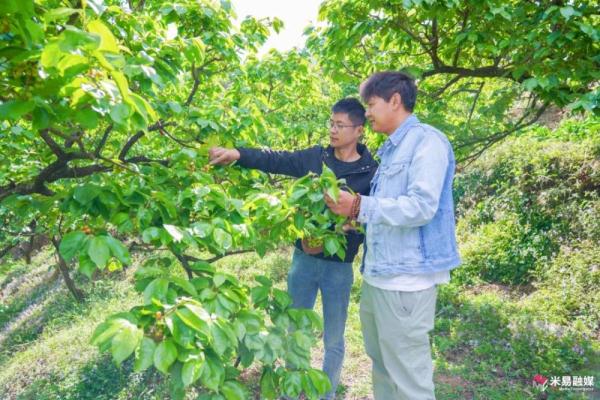 甜蜜来袭，四川米易县黄草樱桃即将上市