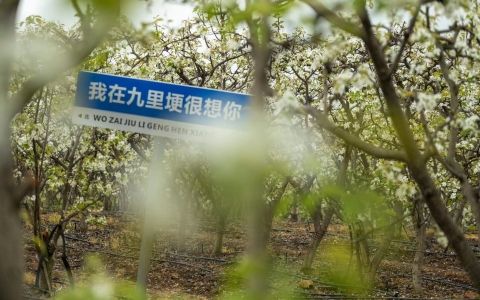 四川什邡:梨花盈盈醉春风 四川什邡:梨花盈盈醉春风