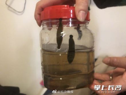 开创先河！田里咬人的蚂蟥救了肿瘤患者