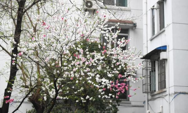 合肥这棵树,竟开出三色花…… 合肥这棵树,竟开出三色花……