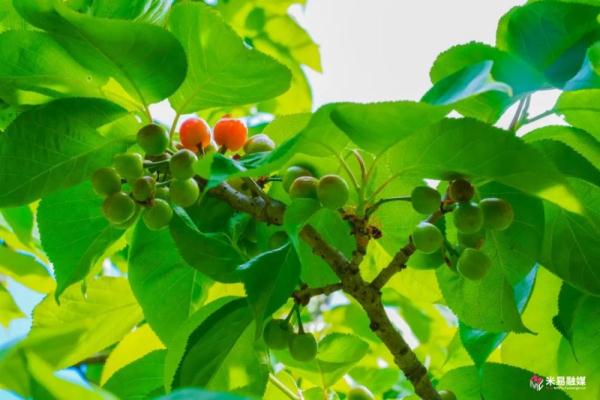 甜蜜来袭，四川米易县黄草樱桃即将上市