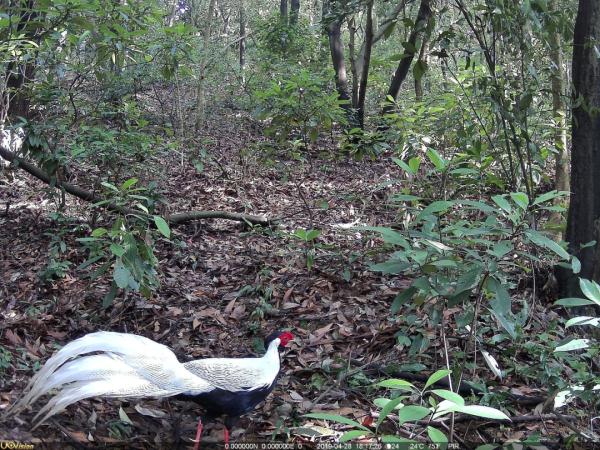 白鹇、黑领噪鹛、赤腹松鼠、赤麂……红外相机镜头下白云山风景名胜区的众多“精灵”