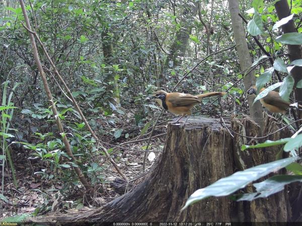 白鹇、黑领噪鹛、赤腹松鼠、赤麂……红外相机镜头下白云山风景名胜区的众多“精灵”