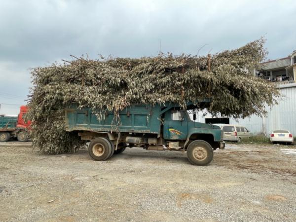 为贴合自己“身份”,男子竟将货车“改”成拖拉机! 为贴合自己“身份”,男子竟将货车“改”成拖拉机!