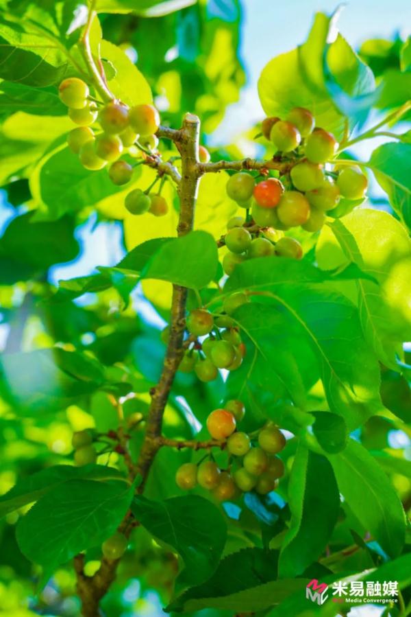 甜蜜来袭，四川米易县黄草樱桃即将上市