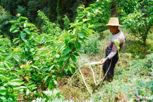 甜蜜来袭，四川米易县黄草樱桃即将上市