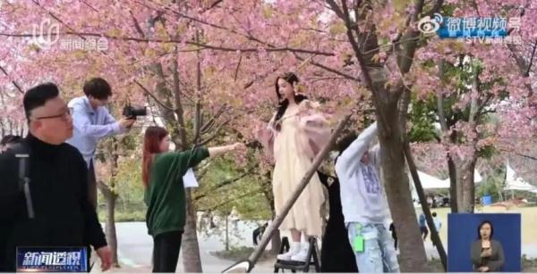 狂摇百年樱花树,网红团队手写道歉信! 狂摇百年樱花树,网红团队手写道歉信!