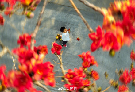 粤看粤美!木棉花开满城红 粤看粤美!木棉花开满城红
