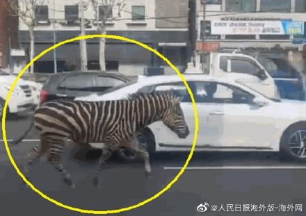 韩国斑马逃出动物园车流中狂飙：无视斑马线 数十人围观
