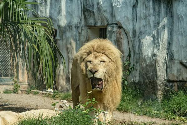 围观!广州动物园里“戏精”多 围观!广州动物园里“戏精”多