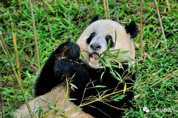 围观!广州动物园里“戏精”多 围观!广州动物园里“戏精”多