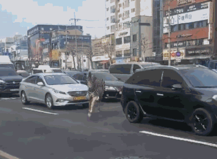 韩国斑马逃出动物园车流中狂飙：无视斑马线 数十人围观