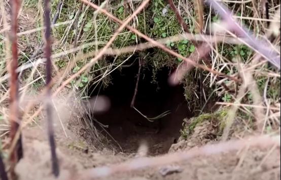 狗獾挖洞致荷兰铁路一度瘫痪 画面曝光:工人用肉引獾出洞 狗獾挖洞致荷兰铁路一度瘫痪 画面曝光:工人用肉引獾出洞