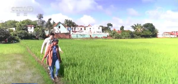 中国杂交水稻香飘马达加斯加 为全球粮食安全贡献中国力量