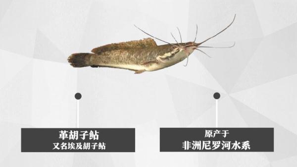 无序“放生”成“放害” 水域外来物种入侵需警惕