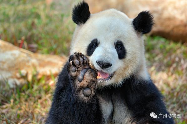 围观!广州动物园里“戏精”多 围观!广州动物园里“戏精”多