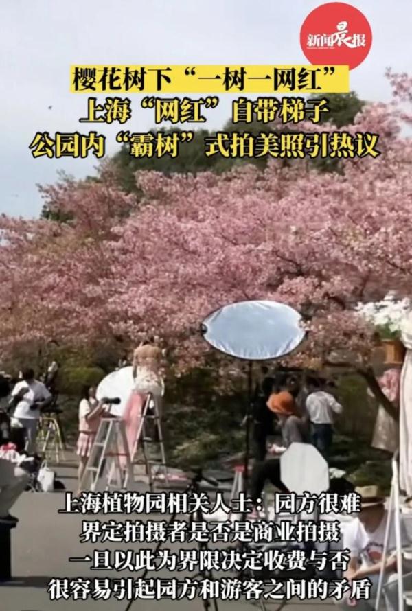 狂摇百年樱花树,网红团队手写道歉信! 狂摇百年樱花树,网红团队手写道歉信!