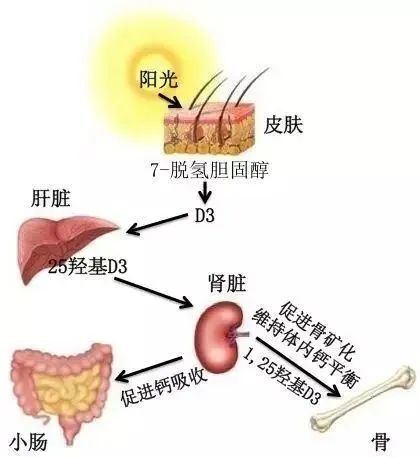 晒太阳能补钙吗？这样晒才行，否则只会让你晒黑！